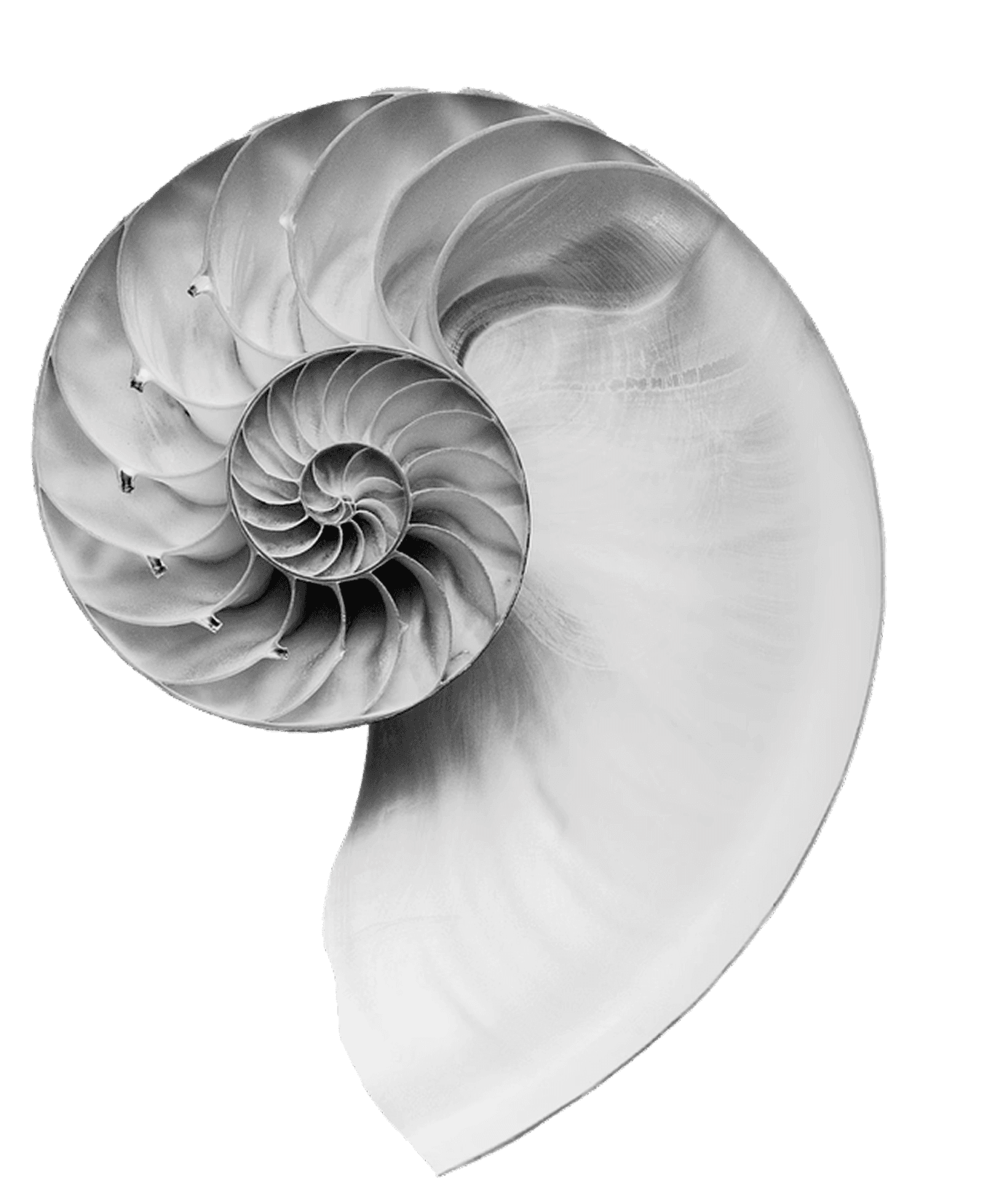 The Nautilus shell